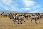 042A-1290; 4070 x 2703 pix; Africa, Kenya, zebra, savannah