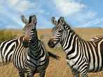 042A-1330; 4264 x 3198 pix; Africa, Kenya, zebra, savannah