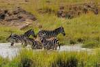 042A-1510; 3396 x 2255 pix; Africa, Kenya, zebra, water, waterhole, watering-place
