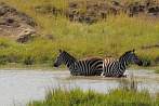 042A-1530; 3252 x 2159 pix; Africa, Kenya, zebra, water, waterhole, watering-place