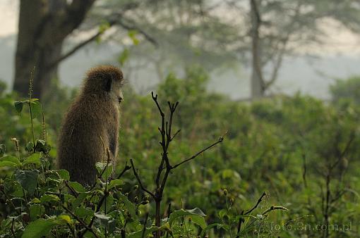 Africa; Kenya; monkey; green monkey
