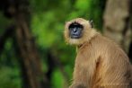 042E-1100; 3804 x 2527 pix; Asia, India, monkey, langur