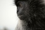 042E-1330; 4288 x 2848 pix; Asia, Malaysia, monkey, silvery lutung