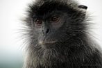 042E-1370; 4288 x 2848 pix; Asia, Malaysia, monkey, silvery lutung