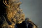 042E-0083; 3872 x 2592 pix; monkey, gorilla