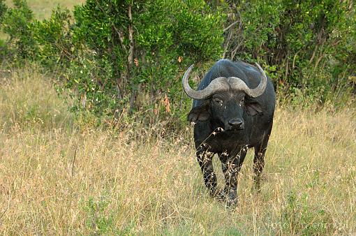 Africa; Kenya; buffalo