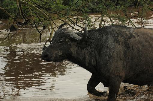 Africa; Kenya; buffalo