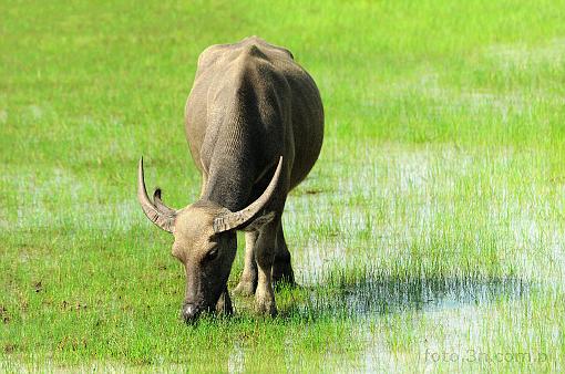 Asia; Cambodia; buffalo