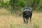 042F-0300; 3756 x 2495 pix; Africa, Kenya, buffalo