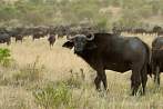 042F-0310; 3863 x 2586 pix; Africa, Kenya, buffalo