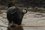 042F-0360; 4288 x 2848 pix; Africa, Kenya, buffalo
