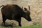042F-0430; 4288 x 2848 pix; Africa, Kenya, buffalo