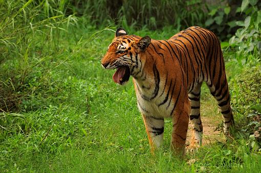 Asia; India; tiger; bengal tiger; panthera tigris