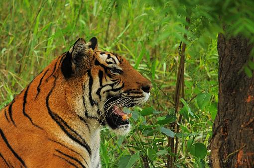 Asia; India; tiger; bengal tiger; panthera tigris