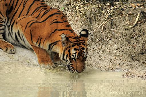 Asia; India; tiger; bengal tiger; panthera tigris; water