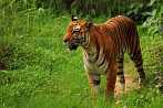 042H-0520; 3513 x 2334 pix; Asia, India, tiger, bengal tiger, panthera tigris
