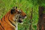 042H-0600; 3635 x 2414 pix; Asia, India, tiger, bengal tiger, panthera tigris
