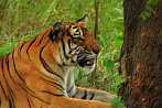 042H-0604; 4040 x 2683 pix; Asia, India, tiger, bengal tiger, panthera tigris