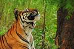 042H-0608; 3962 x 2631 pix; Asia, India, tiger, bengal tiger, panthera tigris