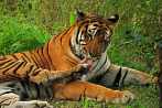 042H-0610; 4288 x 2848 pix; Asia, India, tiger, bengal tiger, panthera tigris
