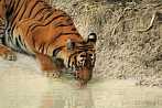 042H-0800; 4288 x 2848 pix; Asia, India, tiger, bengal tiger, panthera tigris, water