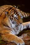 042H-0020; 2592 x 3872 pix; tiger, bengal tiger, panthera tigris, water