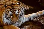 042H-0022; 3872 x 2592 pix; tiger, bengal tiger, panthera tigris, water