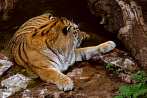 042H-0028; 3540 x 2370 pix; tiger, bengal tiger, panthera tigris, water