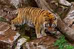 042H-0040; 2595 x 1738 pix; tiger, bengal tiger, panthera tigris, water