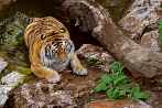 tiger; bengal tiger; panthera tigris; water