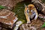 042H-0057; 2630 x 1762 pix; tiger, bengal tiger, panthera tigris, water