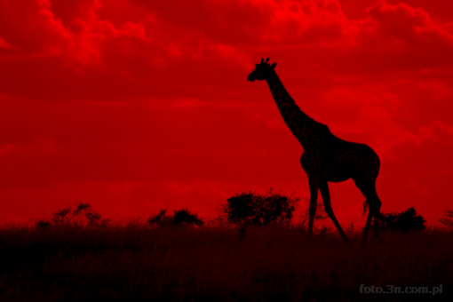 Africa; Kenya; giraffe; sunset