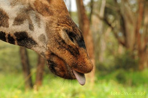Africa; Kenya; giraffe; tongue