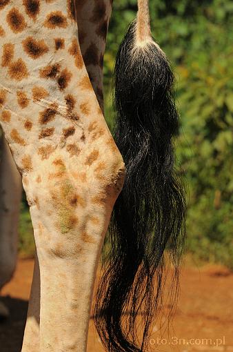 Africa; Kenya; giraffe; leg; tail