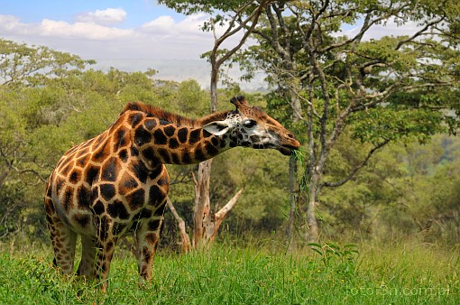Africa; Kenya; giraffe