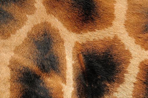 Africa; Kenya; giraffe; skin