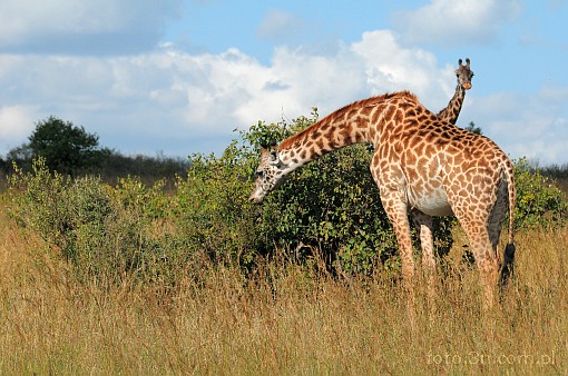 Africa; Kenya; giraffe; savannah