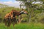 042I-0630; 3972 x 2639 pix; Africa, Kenya, giraffe