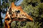 042I-0635; 3898 x 2590 pix; Africa, Kenya, giraffe