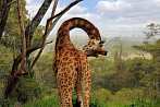 Africa; Kenya; giraffe