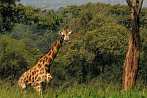 042I-0650; 4034 x 2680 pix; Africa, Kenya, giraffe
