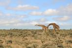 042I-0910; 4288 x 2848 pix; Africa, Kenya, giraffe, bush