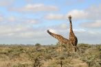 042I-0920; 3963 x 2632 pix; Africa, Kenya, giraffe, bush