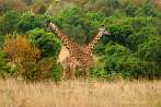 042I-0070; 3442 x 2304 pix; Africa, Kenya, giraffe, savannah
