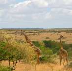 042I-0085; 3624 x 3622 pix; Africa, Kenya, giraffe, savannah