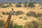 042I-0100; 3707 x 2483 pix; Africa, Kenya, giraffe, savannah
