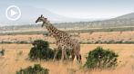 042I-0300; 1280 x 720 pix; Africa, Kenya, giraffe, savannah