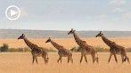 042I-0310; 1280 x 720 pix; Africa, Kenya, giraffe, savannah