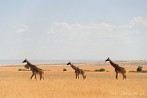 042I-0400; 4288 x 2848 pix; Africa, Kenya, giraffe, savannah