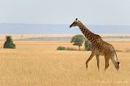 042I-0410; 3627 x 2428 pix; Africa, Kenya, giraffe, savannah